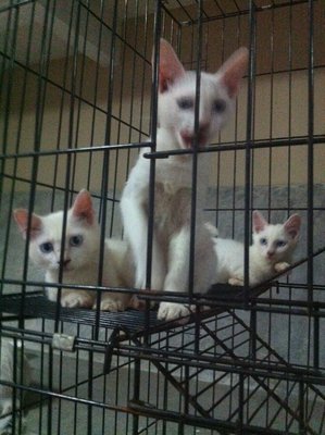 White Kittens - Domestic Short Hair Cat