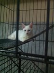 White Kittens - Domestic Short Hair Cat