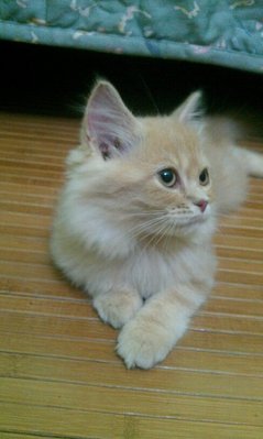 Cika - Persian Cat