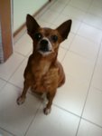 Timmy - Chihuahua + Miniature Pinscher Dog