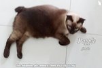 (Adopted) Peter - Pabbles - Siamese Cat