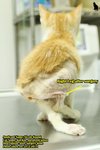 Kin-kin, The Paralyzed Kitten - Domestic Short Hair Cat