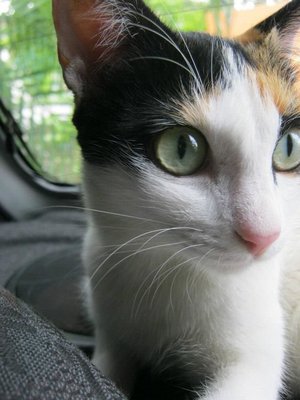 Paolina - Calico Cat