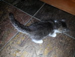 PF55609 - Domestic Short Hair Cat