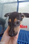 Nico In Kepong - Golden Retriever Mix Dog