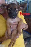 Bosco In Kepong - Mixed Breed Dog