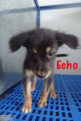 Echo In Kepong - Golden Retriever Mix Dog