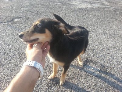 Darco In Kepong - Mixed Breed Dog