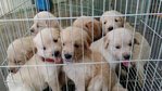 Golden Puppies For Sale - Golden Retriever Dog