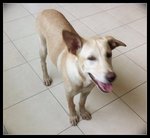 Lasya - Mixed Breed Dog