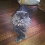 Shiloh - Persian + Domestic Long Hair Cat