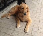 Daisy - Golden Retriever Dog