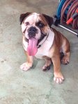 Butch - English Bulldog Dog