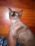 Finnick - Siamese Cat