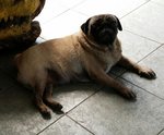 Shakira - Pug Dog