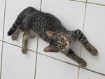 Tonny - Domestic Short Hair Cat