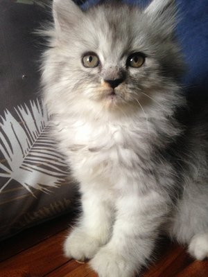 Carriey - Chinchilla + Persian Cat
