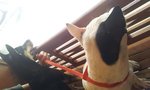 Putih And Kasturi - Pit Bull Terrier Mix Dog