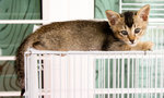 Kuma - British Shorthair + Domestic Short Hair Cat