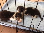 Found dumped in a cage outside shops