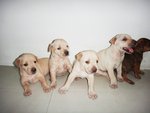 The Chubby Cikus - Mixed Breed Dog