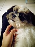 Xixi - Shih Tzu Dog