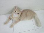 Putih - Tabby Cat