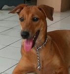 Eger Adopted - Mixed Breed Dog