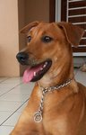 Eger Adopted - Mixed Breed Dog