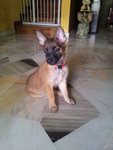 Twinkle - Mixed Breed Dog