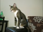 Lhakyi The Tripod - Domestic Short Hair Cat