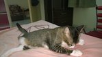 Lhakyi The Tripod - Domestic Short Hair Cat