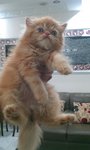Diko.. - Persian Cat