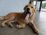 Frodo - The Goldie - Mixed Breed Dog