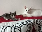 Putih And Kecik - Domestic Short Hair Cat