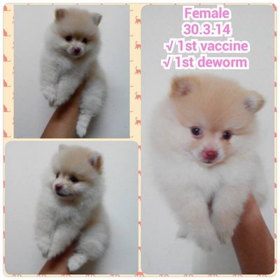 Boo Color Pomeranian - Pomeranian Dog