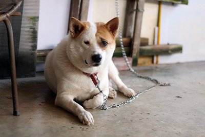 Xiaobai, Bibi, 101 - Mixed Breed Dog