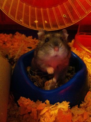 Peony Alias Sebastian  - Short Dwarf Hamster Hamster