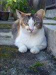 Cally - Domestic Short Hair Cat
