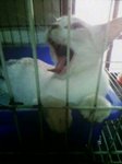 Ketsbie - Siamese + British Shorthair Cat