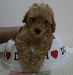 Baby Poodle in a large bowl