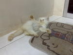 Max - Persian + Domestic Long Hair Cat