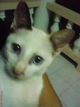 Comei - Domestic Medium Hair Cat
