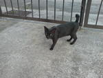 Lady Black - Domestic Short Hair Cat
