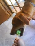 this is my lolipop.. give me back.. gimme gimme gimme more..  