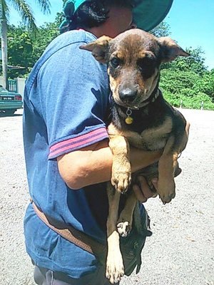 Dunkan - Mixed Breed Dog