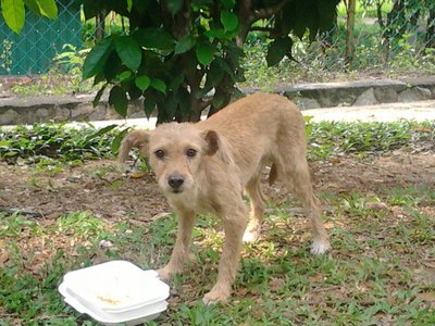 Brown Puppy Found In Smk Bu3 - Mixed Breed Dog