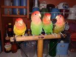 4 Lovebirds For Sale ( Rm 120 Each) - Lovebird Bird