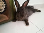 Totti - Rex + Bunny Rabbit Rabbit