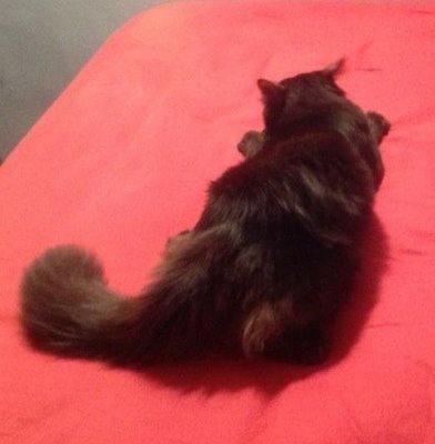Lala And Nonot - American Curl + Burmese Cat